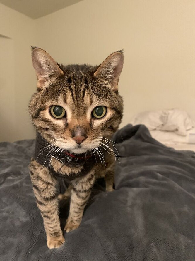 Кіт новить светр коли йому холодно