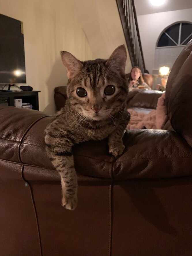 Кіт Стів полюбляє светри