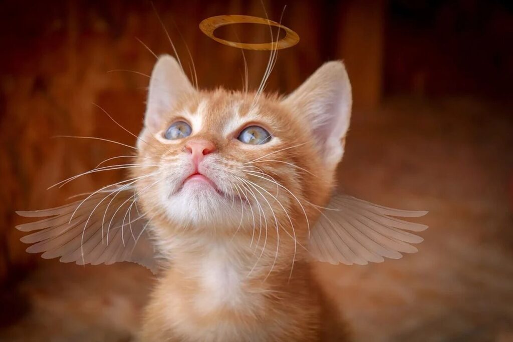 Котоангели: 5 реальних випадків, коли кішки врятували життя людині