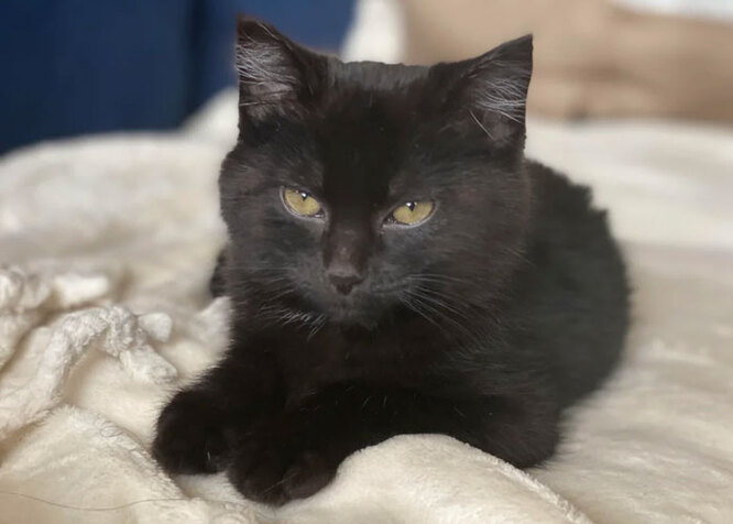 Котик потрапив у немилість хлопця господині