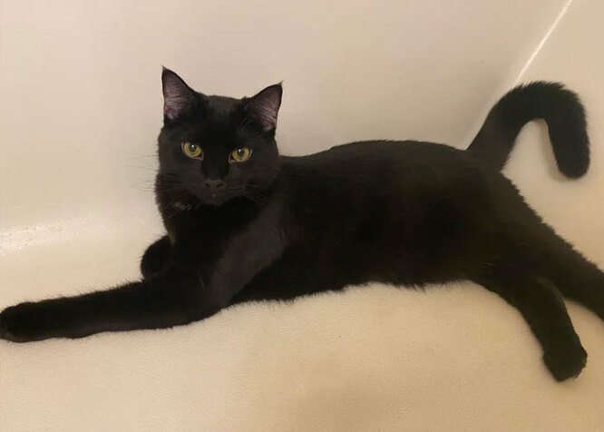 Котик Мякіш робить дивні речі у ванній кімнаті