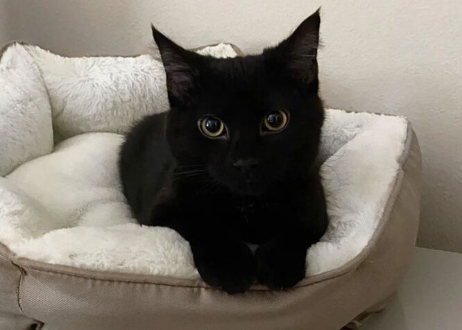 Котик Мякіш