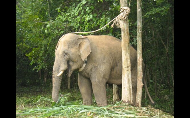 Дікування слона Плай Танга було важким та довгим