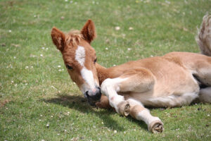 Мати відмовилась від «невдалого» лоша. Але він знайшов сім’ю.