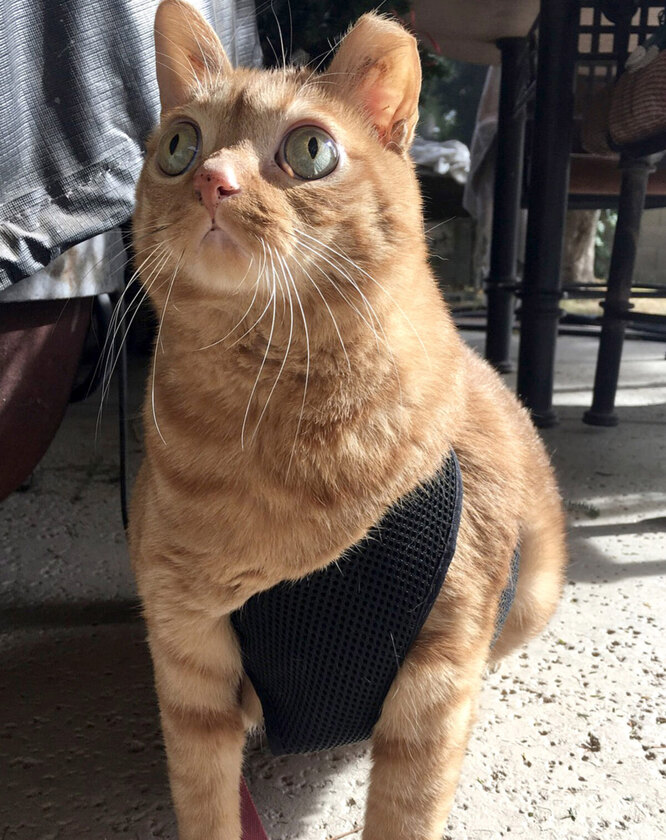 Не усі розуміють погляд котика Картоплі