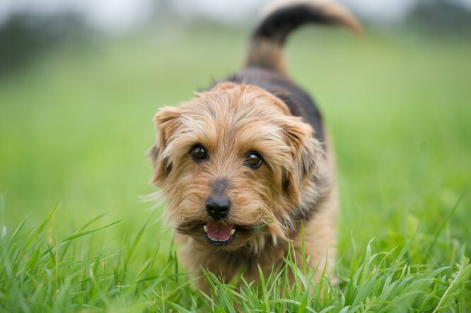 Норфолк-тер'єр