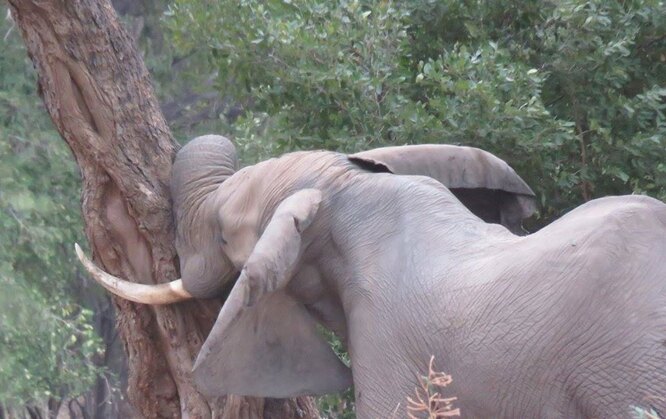 Після наркозу слон трохи хитався