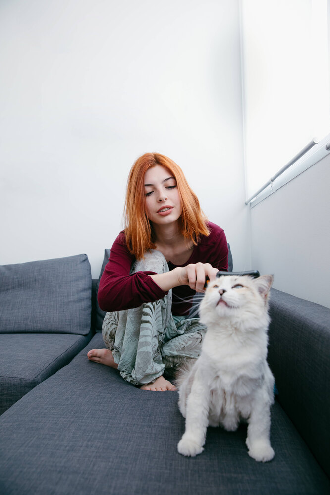 Розчісування пухнастої кішечки