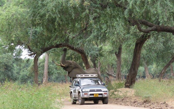 Слон просив допомоги у людей