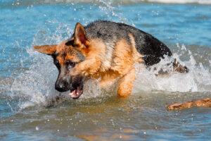 Собака 11 годин пливла до берега, щоб викликати допомогу до потопаючого господаря.