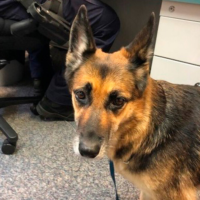 Собака пробула у воді близько 11 годин у пошуках допомоги