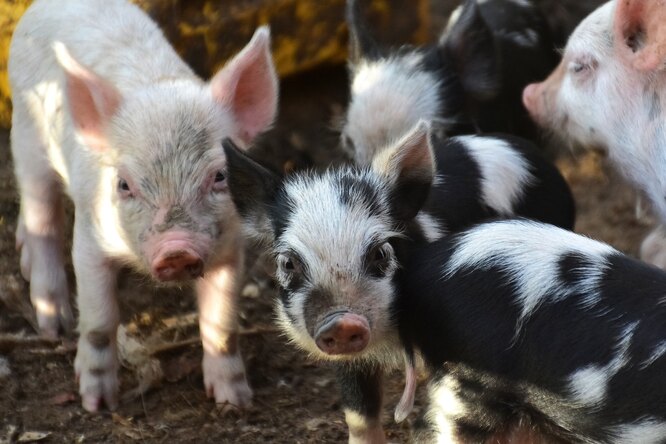 Свині купаються в багнюці, щоб охолонути