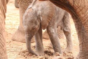 Так виглядає справжня довіра: слониха привела доньку до людей, які врятували їй життя.