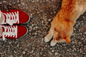 У США знайден «найдивовижніший кіт» — від його погляду всім якось ніяково.