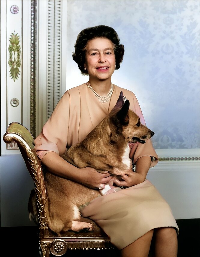 Вельш коргі