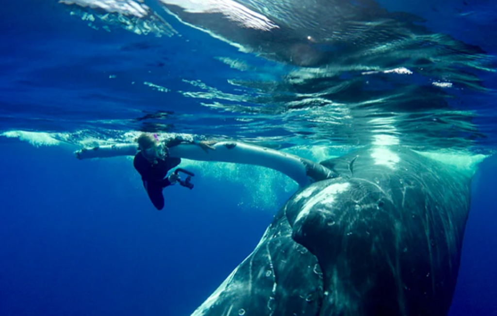 Величезний кит штовхав злякану дайверку носом. Він рятував її від страшнішого звіра