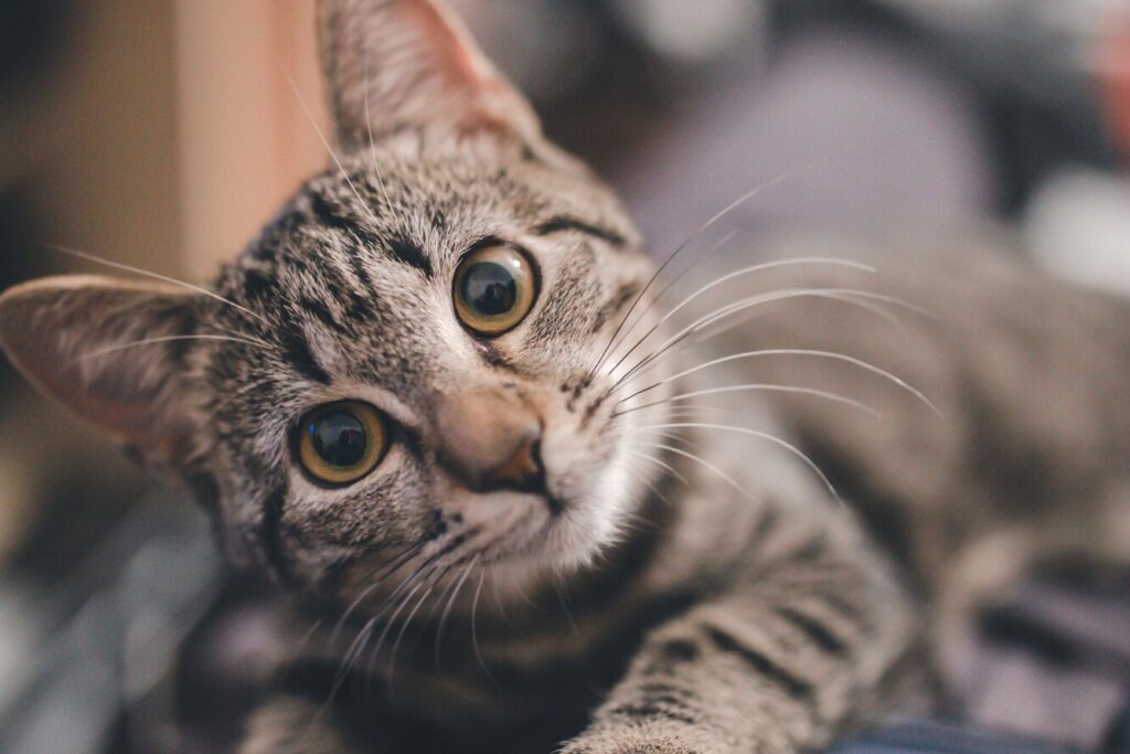 «Він плаче годинами»: літній кіт ридає щоразу, коли з нього знімають светр