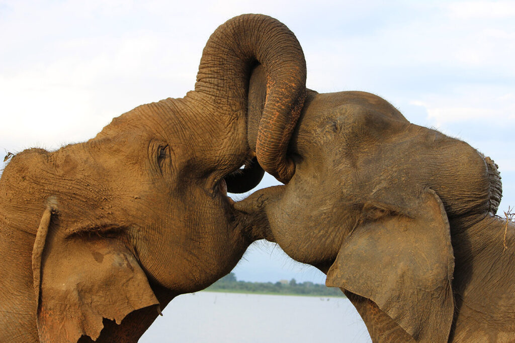 Він його впізнав! Слон зустрівся з ветеринаром, який врятував його 12 років тому