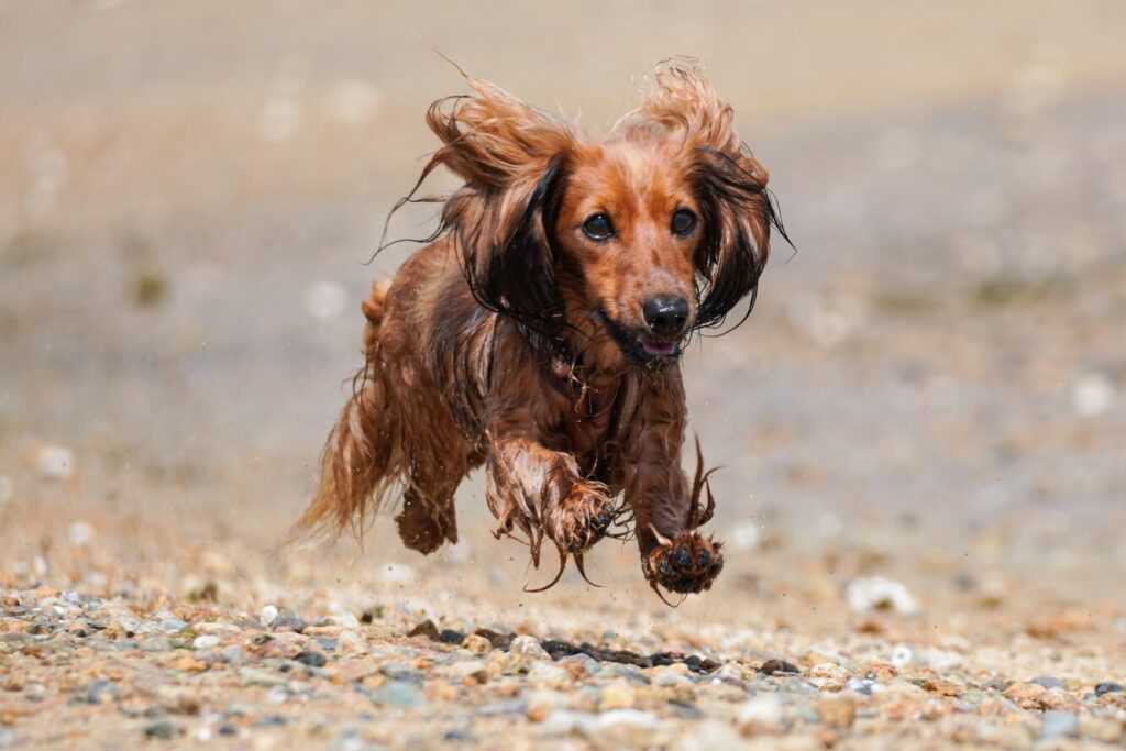 Біг всю дорогу до лікарні: чоловіка відвезли на швидкій, але псу поїхати не дали.
