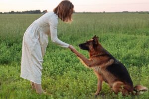Дослідження доводять, що любов вашої німецької вівчарки до вас безмежна.