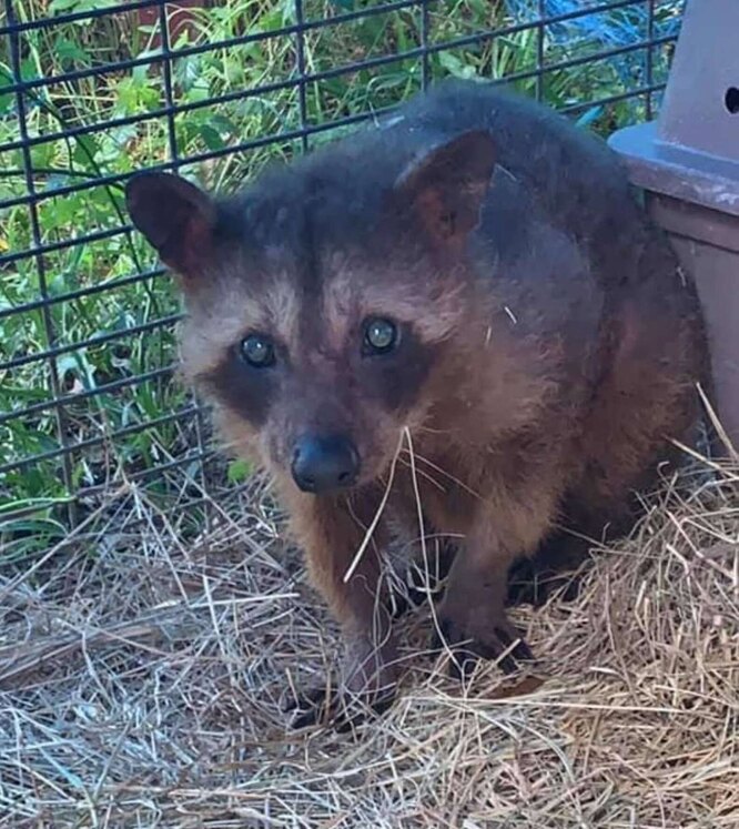 Після лікування, єнот став схожим на самого себе