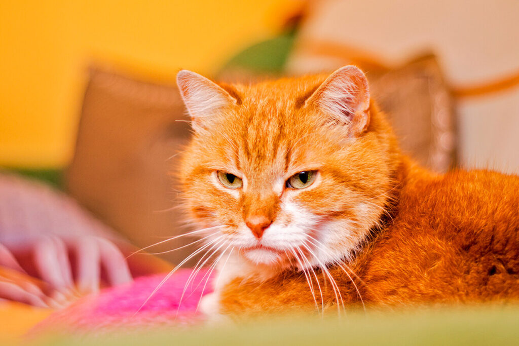 Літній кіт вдавав, що не любить доньку господарів — але вони випадково дізналися правду.