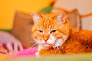 Літній кіт вдавав, що не любить доньку господарів — але вони випадково дізналися правду.