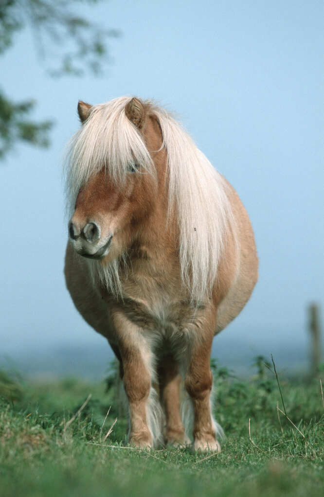 Міні-кінь Бенджамін знову втік