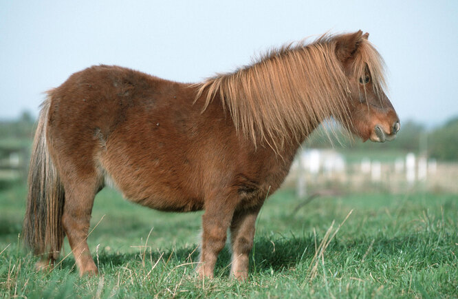 Міні-кінь Бенджамін