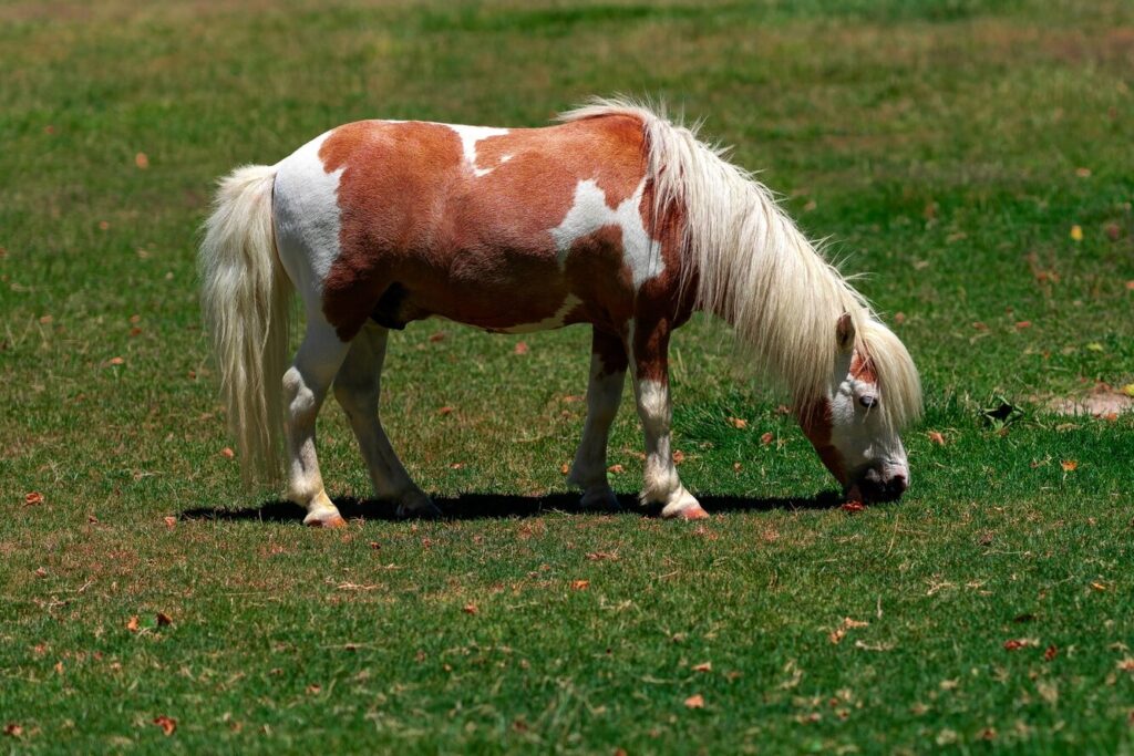 Міні-кінь хитрим способом переконав сусідів дати йому притулок.