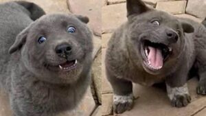 Невідома тваринка: котопес із В’єтнаму на прізвисько Дуй став зіркою.