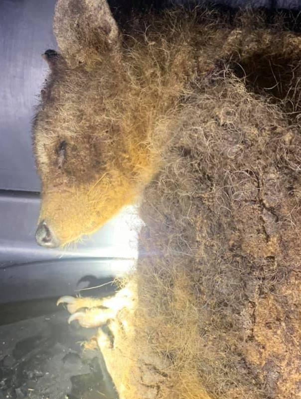 Звір був весь покритий саркоптозом