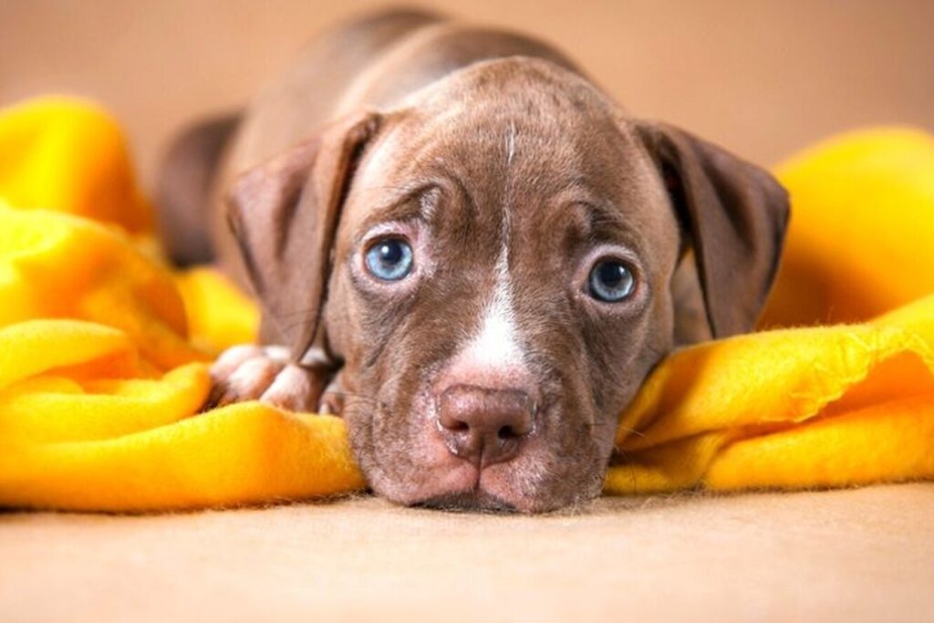 Так виглядає довіра: пітбуль склав до рук господині новонароджених цуценят.