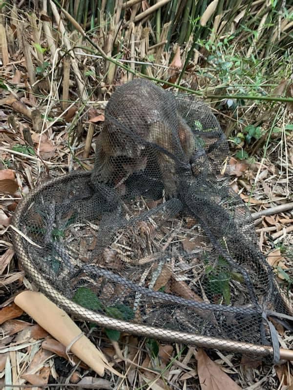 Вдалося спіймати дику тваринку за допомогою ловчої сітки