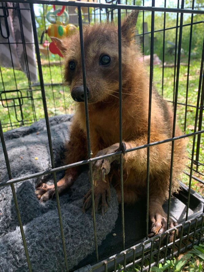 Єнот пішов на одужання