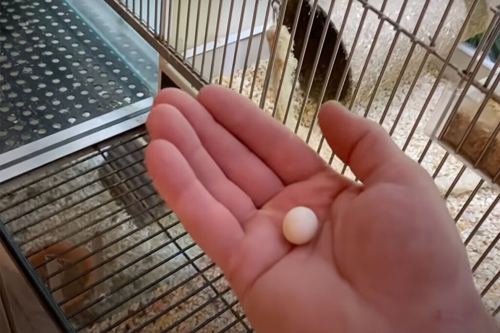 Чоловік 20 днів «висиджував» покинуте яйце. І ось хто з нього вилупився.