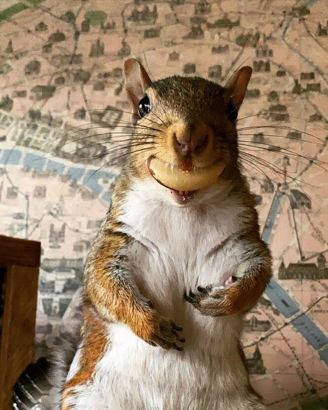 Доросла білка зі смаколиком у зубах