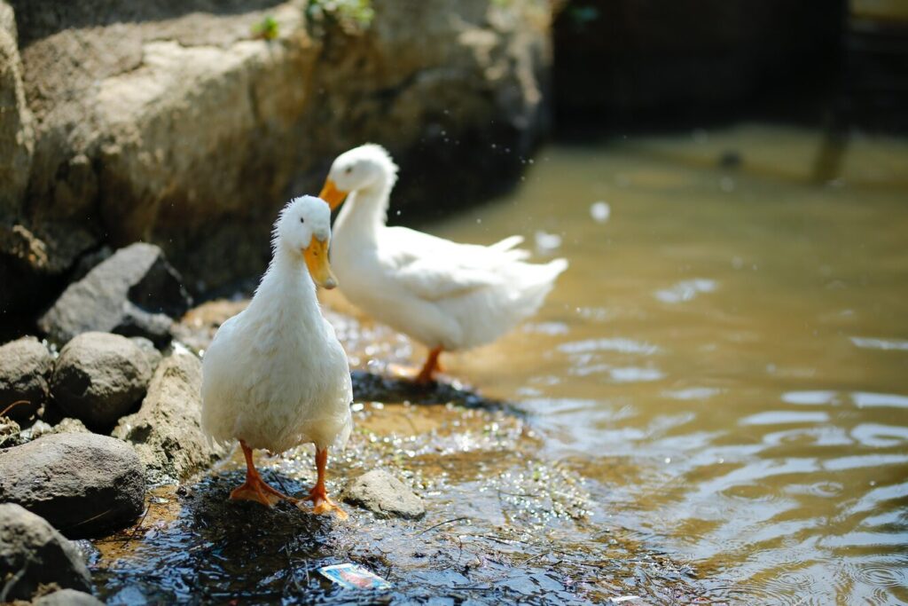 Дві качки дивом вибрались із ферми з виробництва фуа-гра.