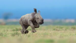 Хто тут у нас страшний? Маленький носоріг кинувся захищати свою маму від людей.