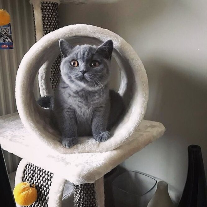 Кішка у котячому будиночку