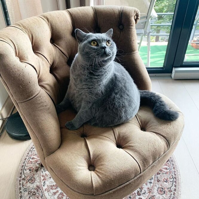 Кішка у кріслі