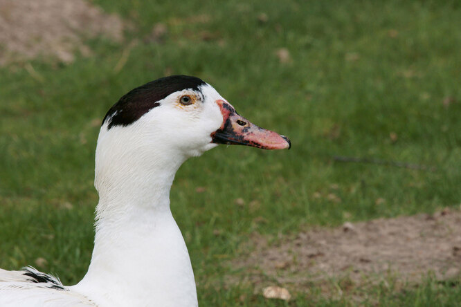 Одна з врятованих качок