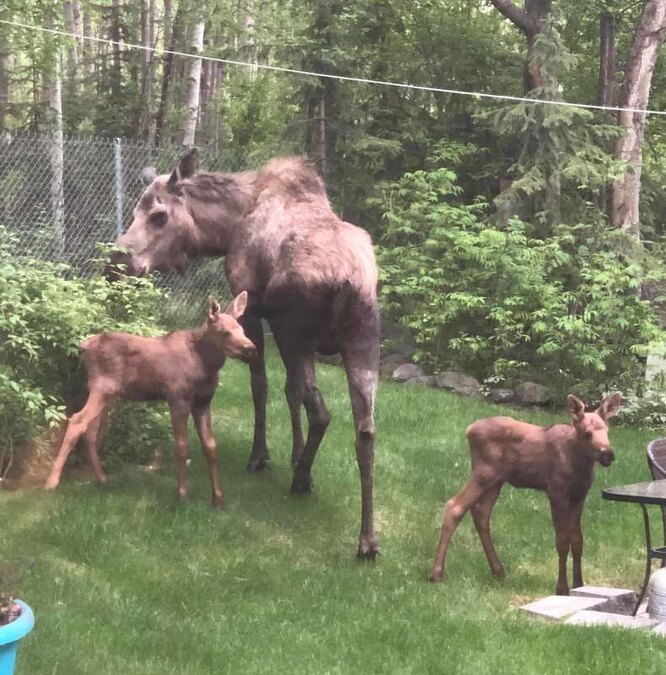 Маленькі лосятка жували усе, що потрапляло до їх поля зору