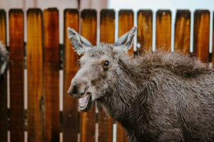 Лосиха влаштувала у дворі житлового будинку дитячий садок. То був незабутній день!