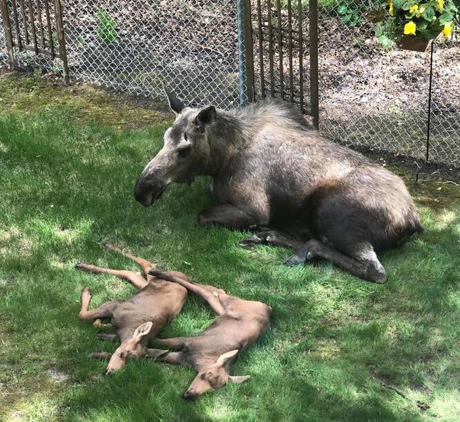 Лосиха зі своїми дитинчатами засмагають під сонечком