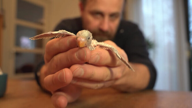 Маленький папуга розгорнув крильця