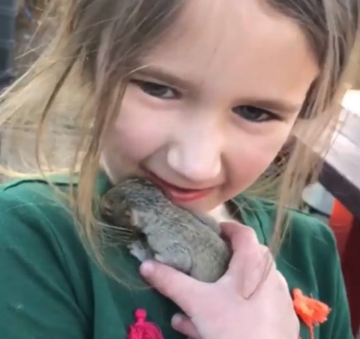 Маленьке більченя на руках у дитини