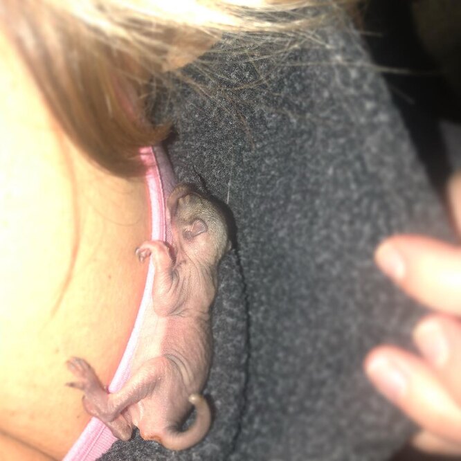 Новонароджене більченя