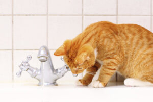 Ось лиходійка! Кішка вирішила пограти у ванній та влаштувала в будинку потоп.