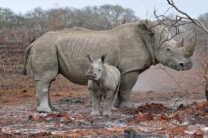 Самка носорога врятувала свого дитинчата, який застряг у болоті.